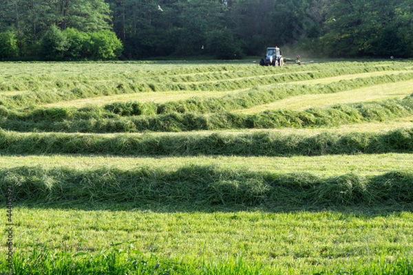 Fototapeta Collecting hay