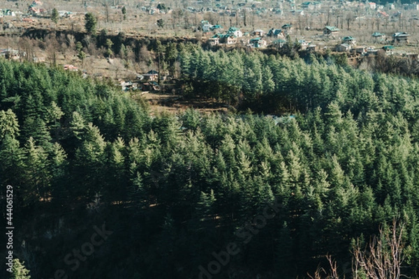 Fototapeta Full frame shot of pine tree forest at Manali in Himachal Pradesh, India