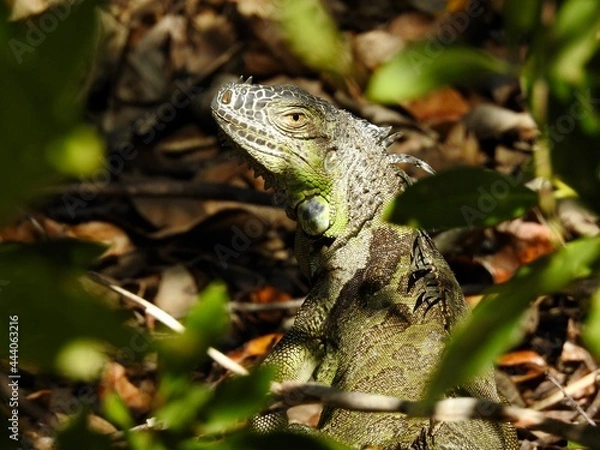 Obraz Iguanas