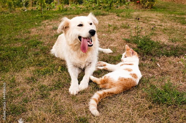 Obraz dog and cat