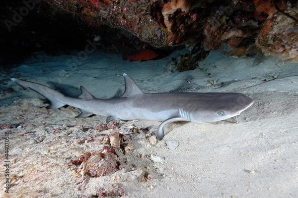 Fototapeta A picture of a reef whitetip shark