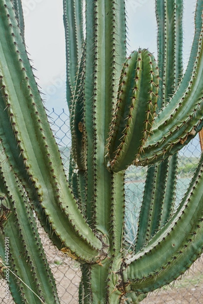 Fototapeta Cactus en detalle con espinas y al aire libre dentro de un primer plano, concepto del desierto.