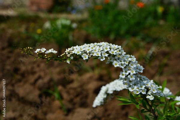 Obraz flowers in the garden