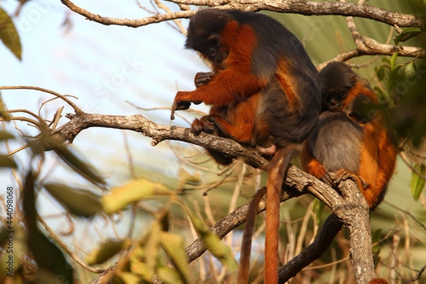 Obraz Colobe bai de guinee (procolobus badius)