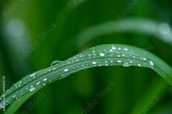 Obraz 雨の日　葉に付く水滴