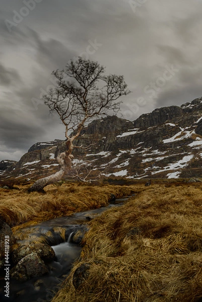 Fototapeta Tree and river