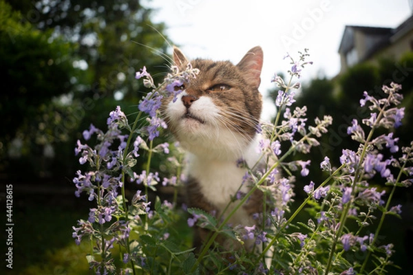 Fototapeta cute tabby white cat smelling blossoming catnip plant outdoors in the back yard