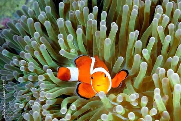 Fototapeta An anemone and it's Clown fish