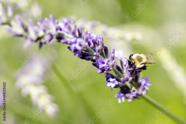 Fototapeta Bee on lavender 

