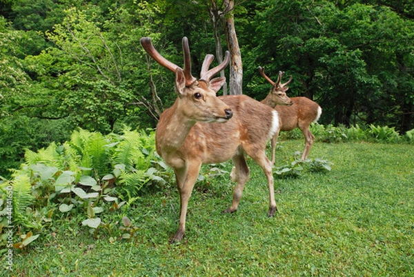 Fototapeta 新緑とエゾシカの雄（北海道・知床）
