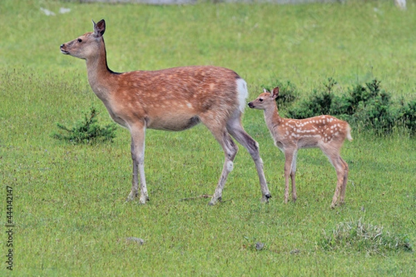 Obraz エゾシカの親子（北海道・知床）
