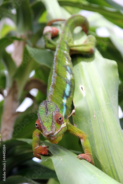 Obraz Moving colorful chameleon on a leaf