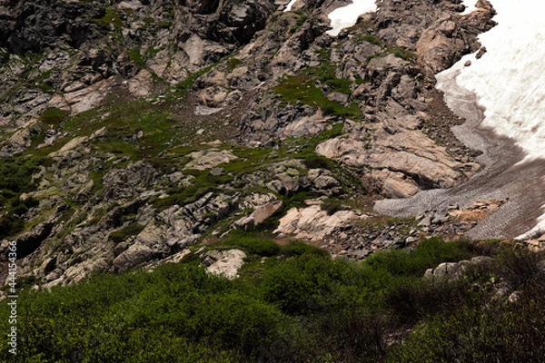 Fototapeta moss on rock