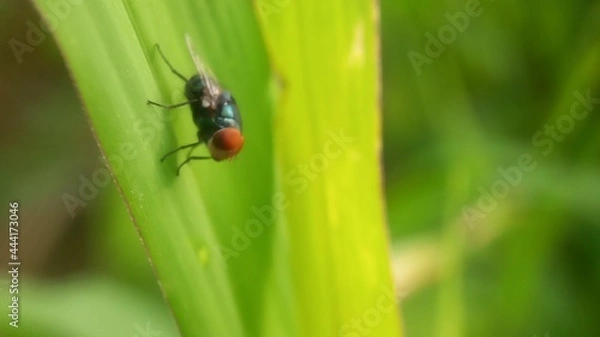 Fototapeta green fly on the leaf