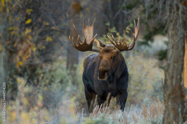 Fototapeta standing shiras moose in Wyoming
