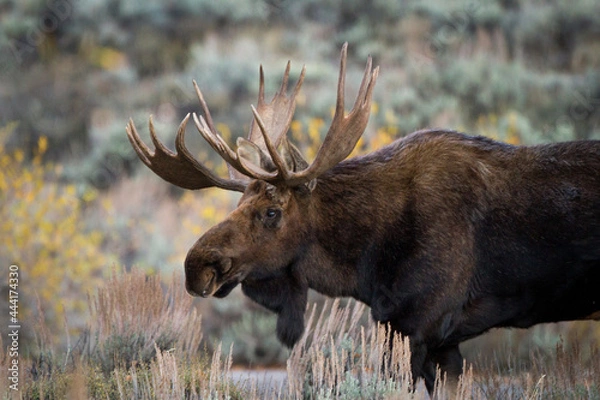 Fototapeta bull moose in fall rut