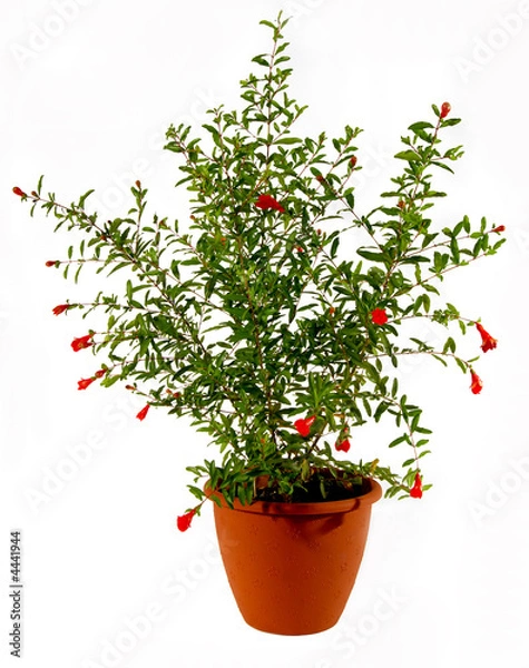 Obraz Flowering pomegranate