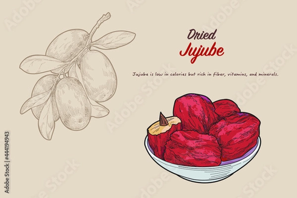 Obraz Hand-drawn vector illustration of healthy fruits jujube by retro style, drawing by engraved dot and line. include fresh and dried type.