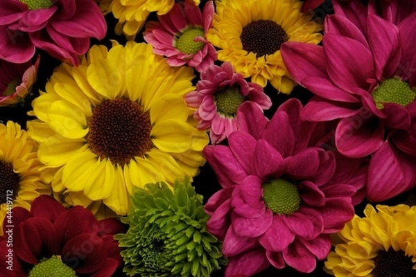 Fototapeta Flowers close-up