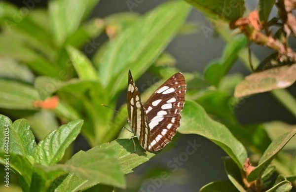 Fototapeta butterfly on leaf