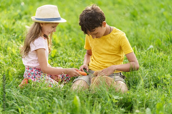 Fototapeta Happy children, together stroking and feeding a pet rabbit with carrots sitting on the lawn on a sunny day in the backyard. Attention and care for pet. fluffy rabbit is their friend.
