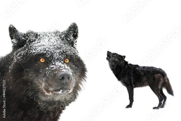 Fototapeta two canadian wolf  isolated on white background