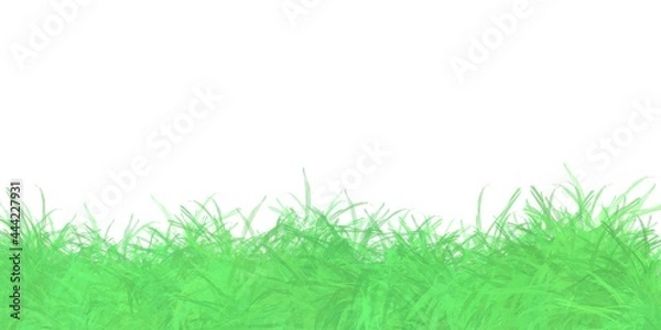 Obraz green grass isolated on white