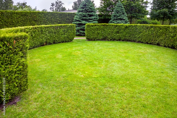 Fototapeta curved thuja hedge in a garden with a meadow of green lawn spring backyard landscape with copy space, nobody.