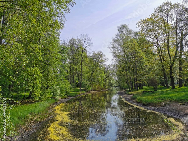 Obraz A pond in flower pollen among trees on a sunny spring day in a park on Elagin Island in St. Petersburg.