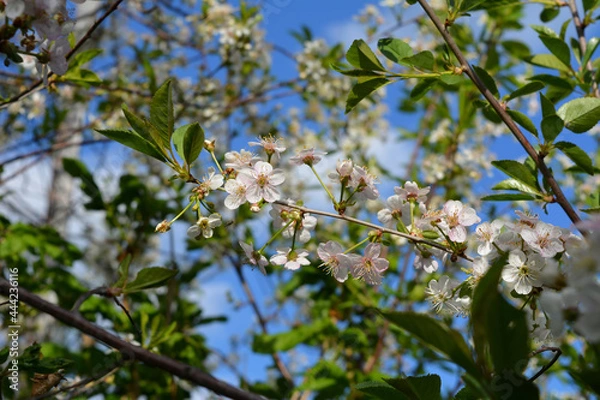 Fototapeta Blooming cherry tree in spring. Closeup twig with flowers and fresh leaves