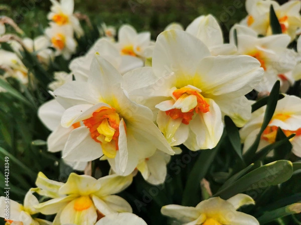Fototapeta A white daffodil with a bright orange center on a flower bed in a park on Elagin Island in St. Petersburg.