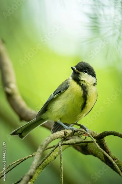 Fototapeta Great tit (Parus major), with beautiful green background. Colorful song bird with yellow feather sitting on the branch in the mountains. Wildlife scene from nature, Czech Republic
