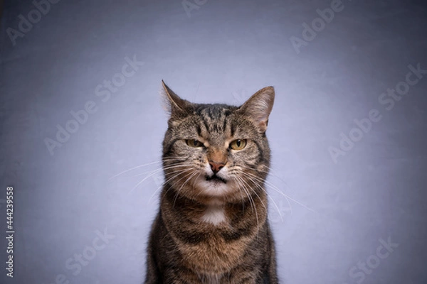 Fototapeta portrait of a tabby shorthair cat looking at camera angry on gray background with copy space