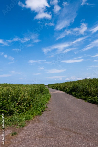 Fototapeta 夏の青空と一本道　夏休み　空　晴れ　草原　草　野原　広い　北海道　景色　風景　イメージ　夏　　余白　文字スペース　コピースペース　