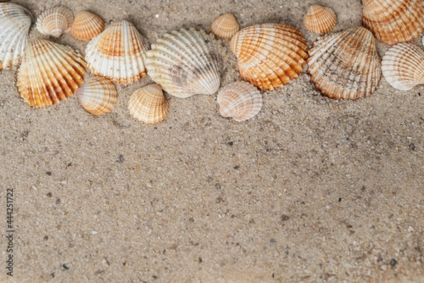 Fototapeta Ribbed sea shells of different sizes laying ina row on sandy surface