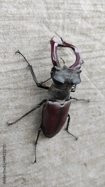 Obraz stag beetle on the tree