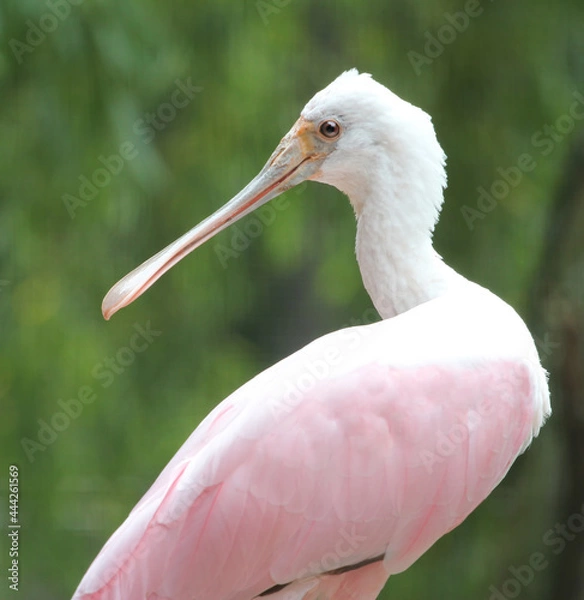 Fototapeta beautiful roseate spoonbill from profile