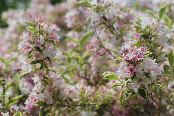 Fototapeta pink lilac in the garden