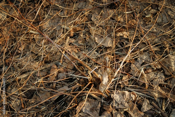Fototapeta 枯れ草　