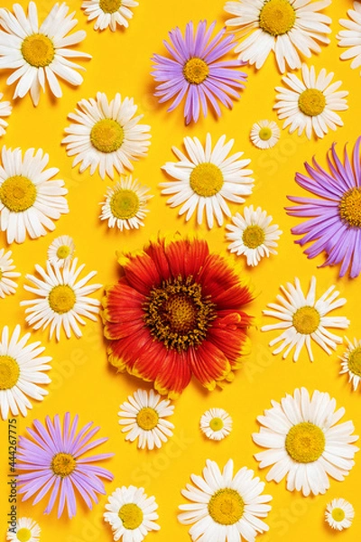 Fototapeta Bright background with white, red and blue chamomiles. Daisy on yellow background. Flat lay