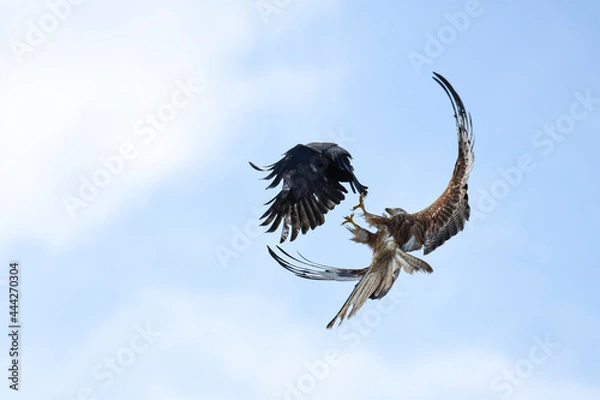 Fototapeta eagle in flight