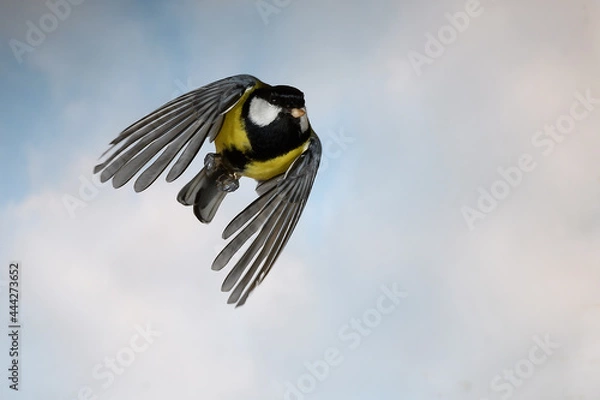 Fototapeta bird in flight
