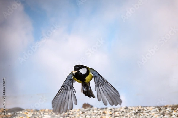 Fototapeta flying mice