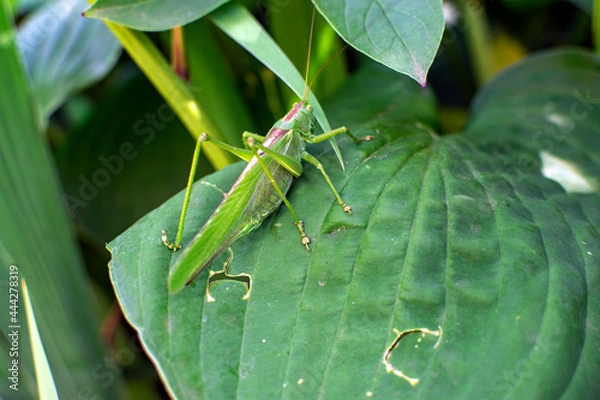 Fototapeta green grasshopper on a leaf