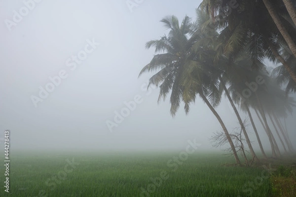 Obraz mist in the forest