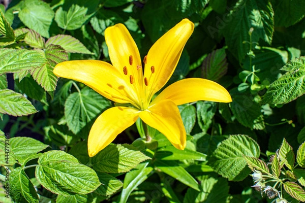 Obraz yellow lily flower