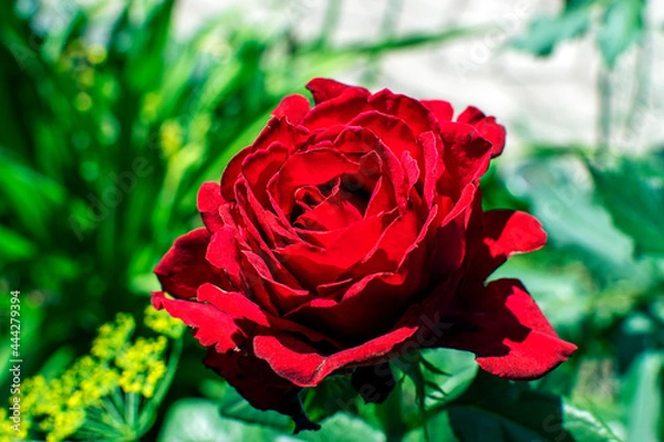 Obraz red roses in garden