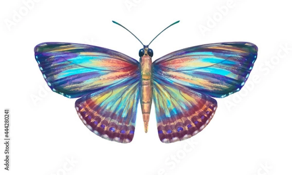 Fototapeta Watercolor colorful butterfly, isolate on a white background. Bright hand-drawn butterfly. Suitable for design, scrapbooking, wrapping paper, print.