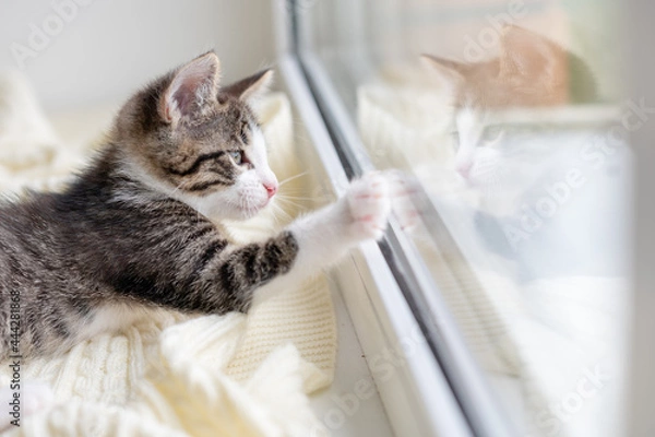 Fototapeta cute brown kitten cat sitting on the window at home looking at the camera close-up. High quality photo