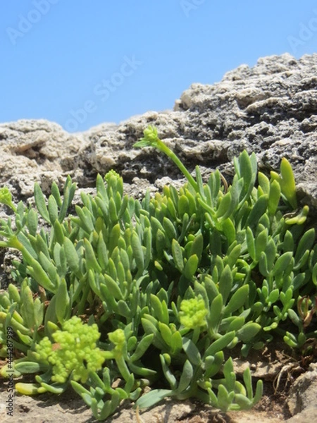 Fototapeta Végétation espagnole